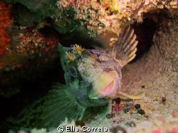 Cute goby! by Elia Correia 